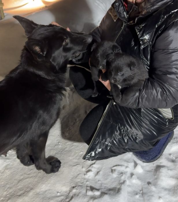 Німецька вівчарка щенята