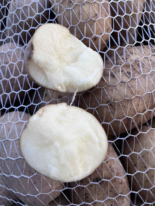 Ziemniaki catania hurt