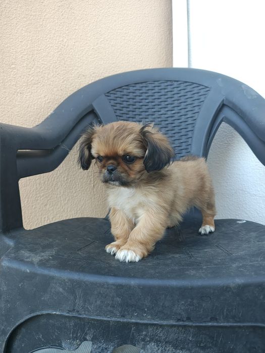Pequines / Pequinois fêmea pura