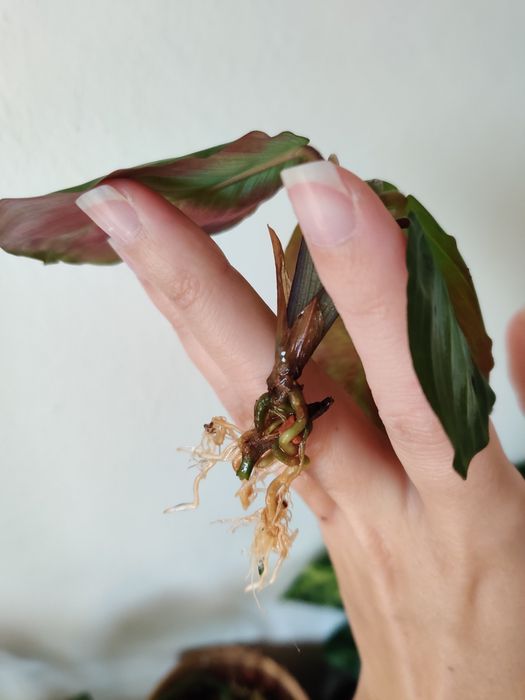 Corte de Maranta black