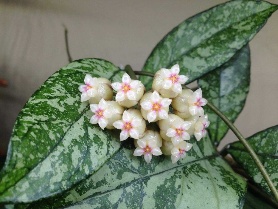 Хойя Classipetiolata from Vietnam , найкрасивіша,вкорінені і на зріз.