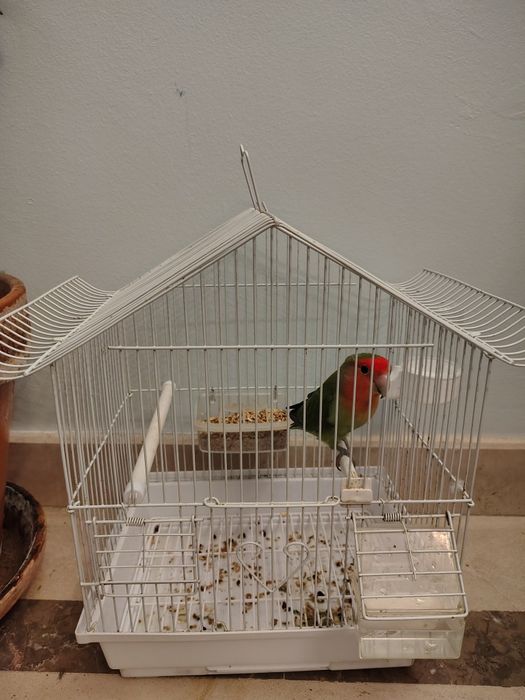 Roseicolli com giola