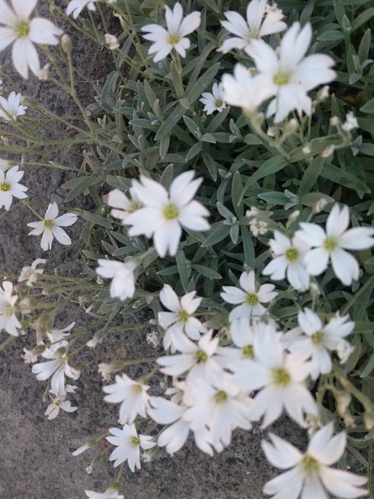 Ясколка грунтопокривна