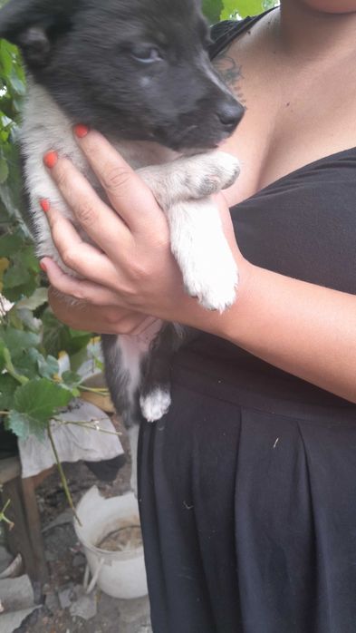 Щенята дівчята 7 шт