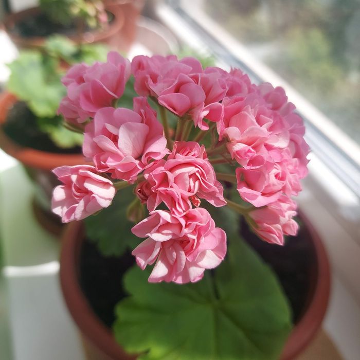 Пеларгония red rambler