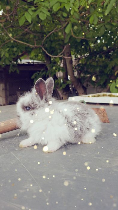 Króliki karzełki i mini lop.