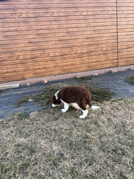 Border Collie czekoladowy piesek, ZKwP FCI