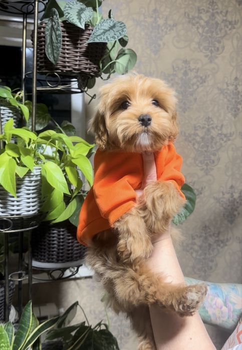 Мальтіпу ф1 хлопчик карамель