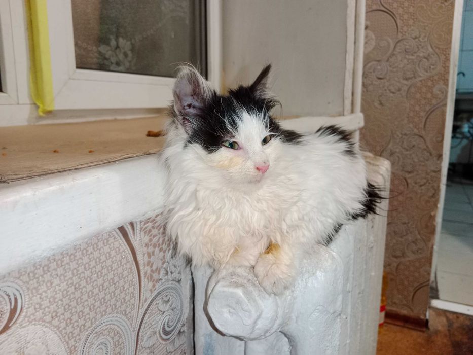 Отдам котенка в хорошие руки СРОЧНО