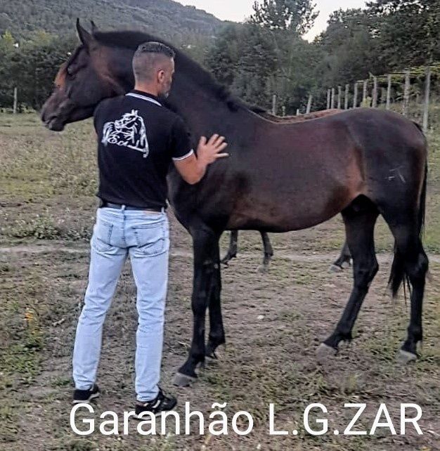 Cobrições Puro Sangue Arabe