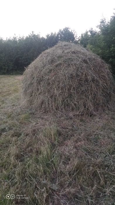 Продам сіно 2024 року