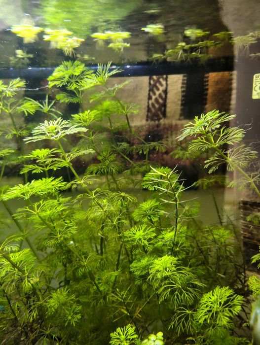 Plantas e peixes aquário