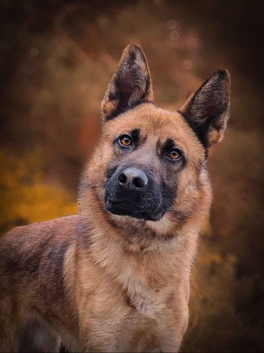 Precel - wspaniały, piękny pies w typie owczarka