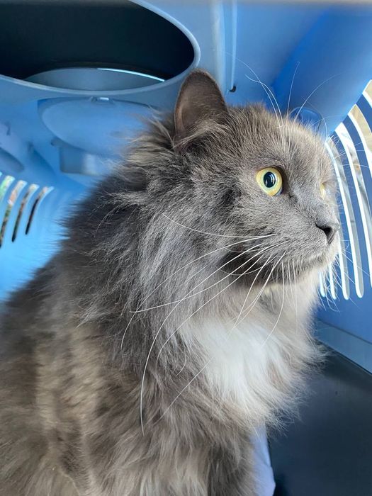 Перевозка перевезення тварин животных по Украине,Пасажирські перевезен