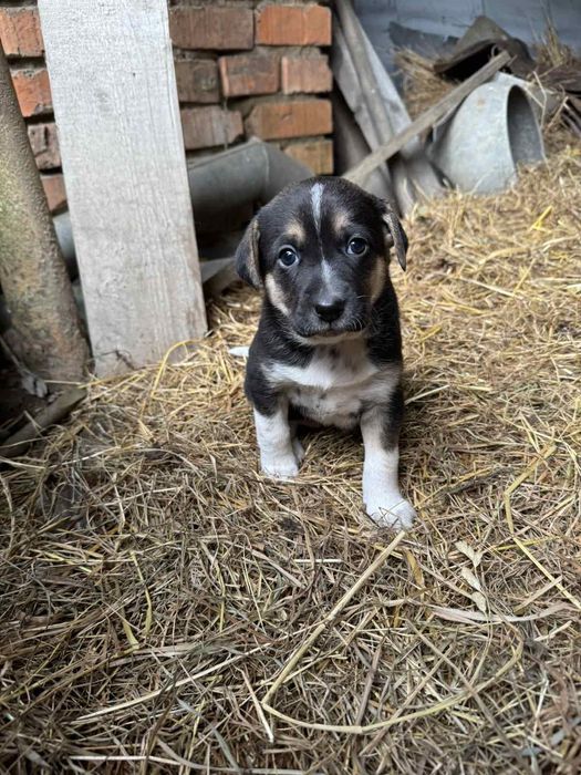 Терміново дім цуценяткам