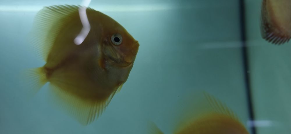 +De 700 discus disponíveis envios para Portugal e Europa