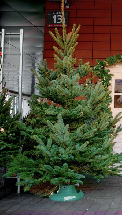 Choinki świerk srebrny i formowany