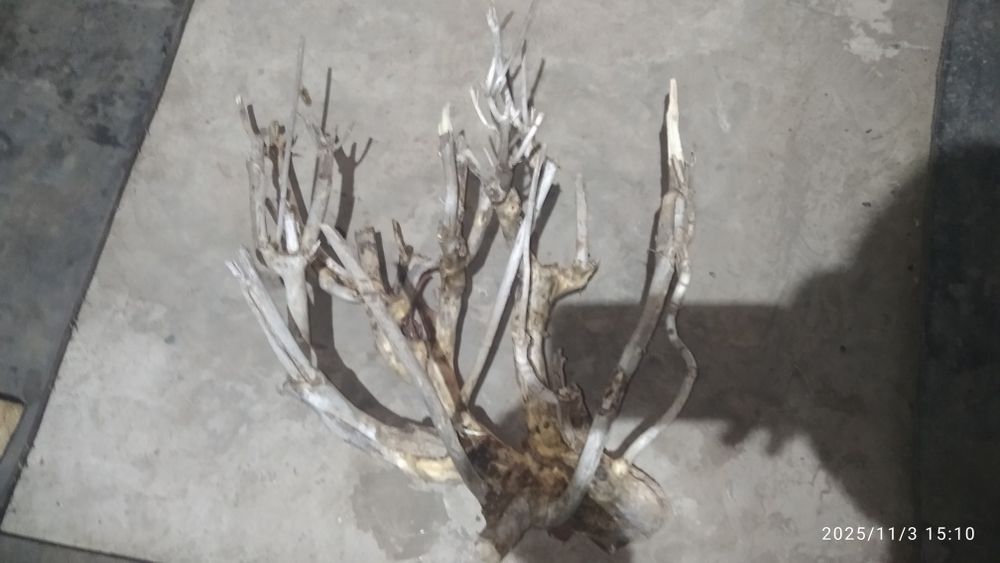 Коряги в аквариум, терариум