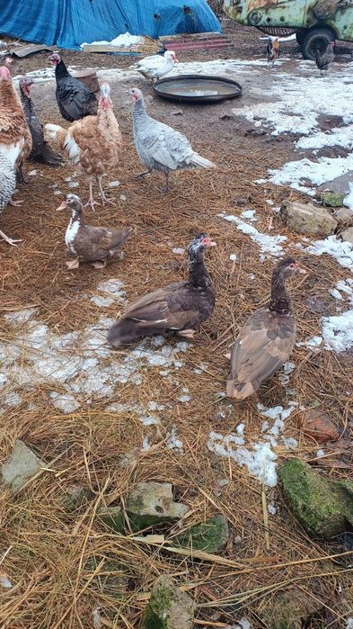 Kaczki francuskie czekoladowe, piżmowe