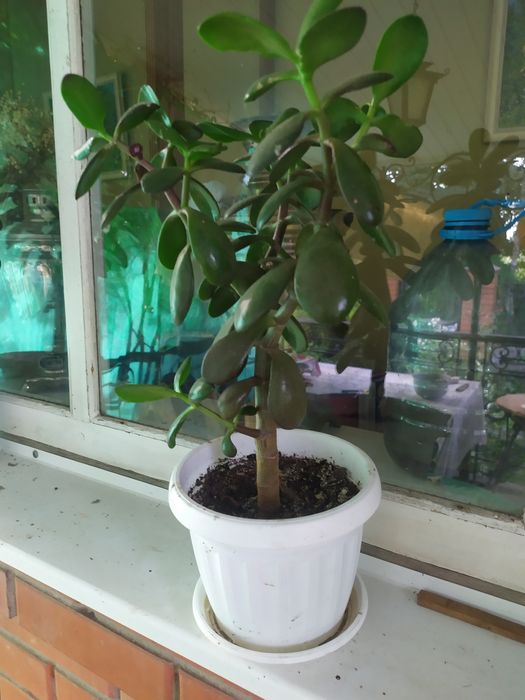 Денежное дерево.