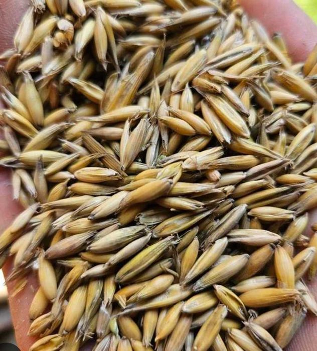 Owies workowany 45 kg BINGO!!!