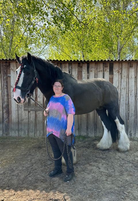 Stanówka ogier Shire KNUTSFORD RICOCHET 195cm, licencja SHS i PZHK