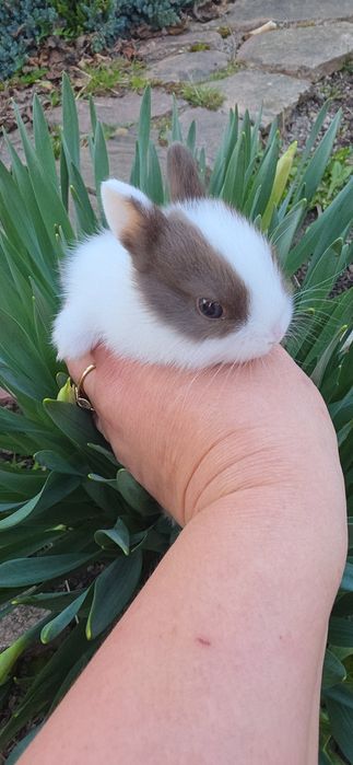 Міні кролик  , декоративний кролик