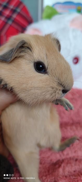 Дівчинка Каліфорнія крем/баф морсвинка