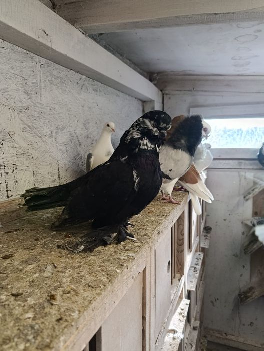 Angielski średniodzioby