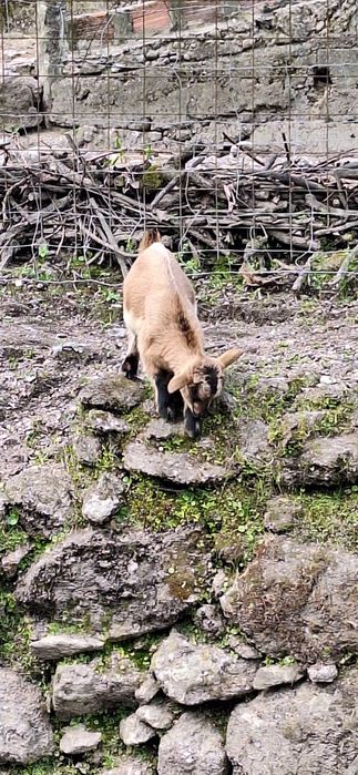 Cabras anãs  femeas