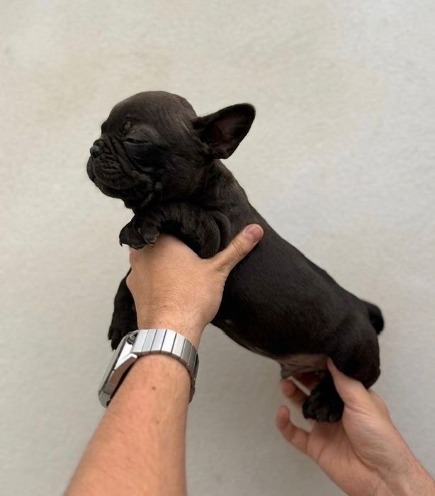 Buldogue francês macho