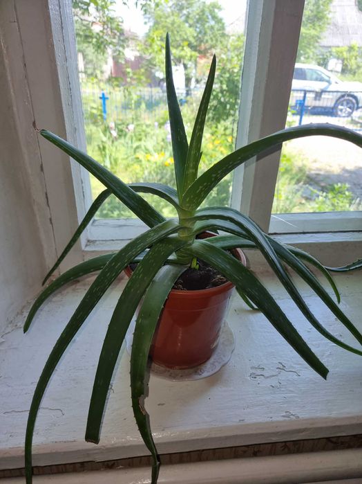 Продам Алое Вера