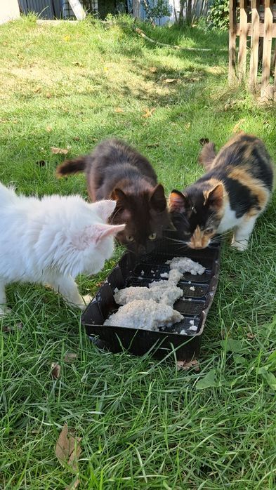 Віддам кошеня (біла кішка, чорний кіт, триколірна кішка)