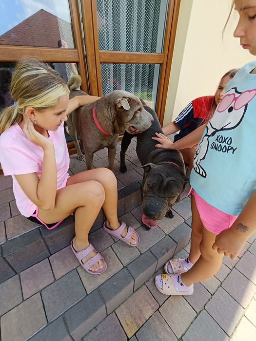 Shar Pei szczenię rodowód