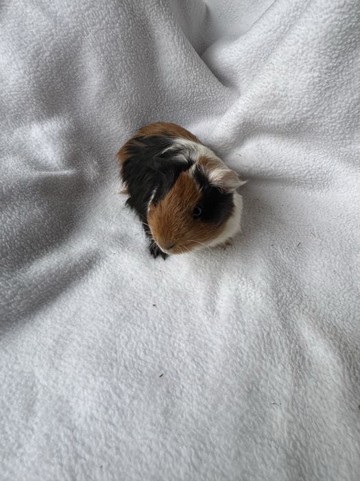 Świnki morskie samce i samiczki