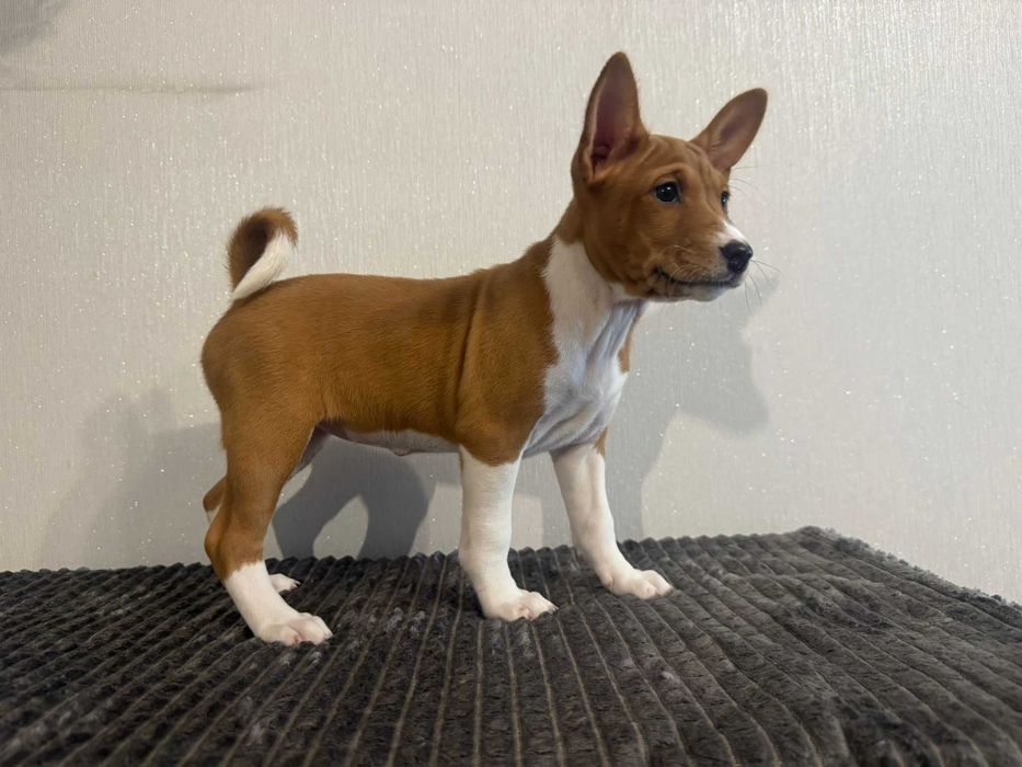 Szczenię rasy Basenji Hodowla Frayko FCI