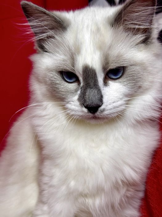 Kocurek Ragdoll - Rufus