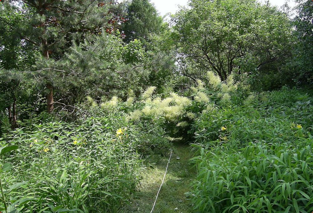 działka ROD  Szczaki - View 2