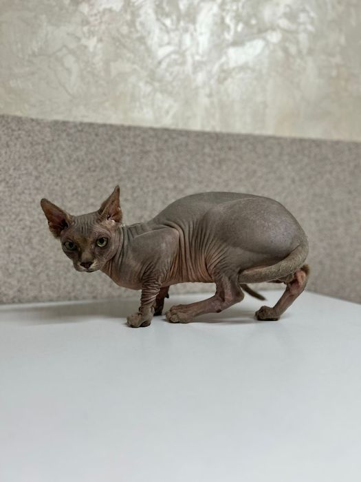 Канадский сфинкс