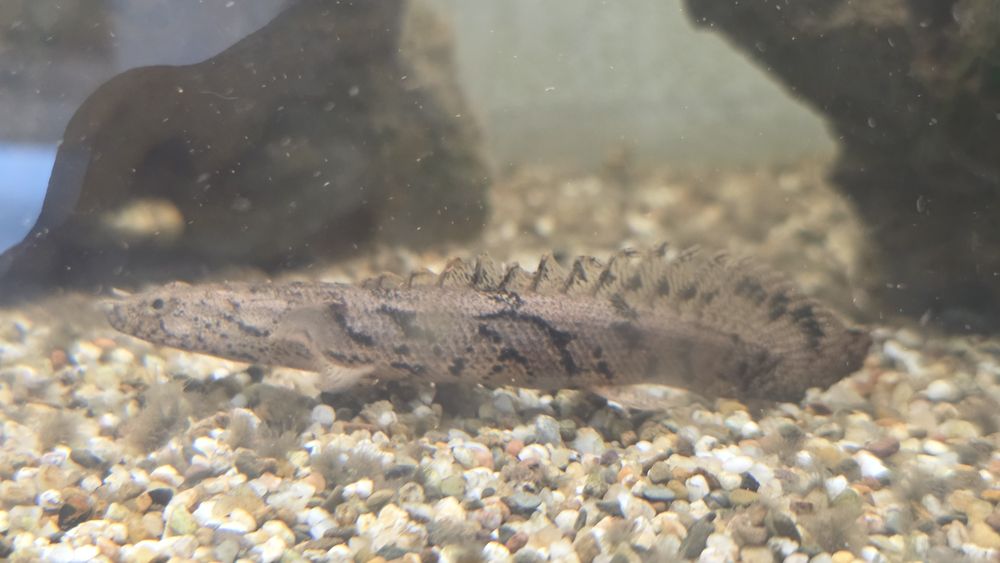 Vendo polypterus endlicheri