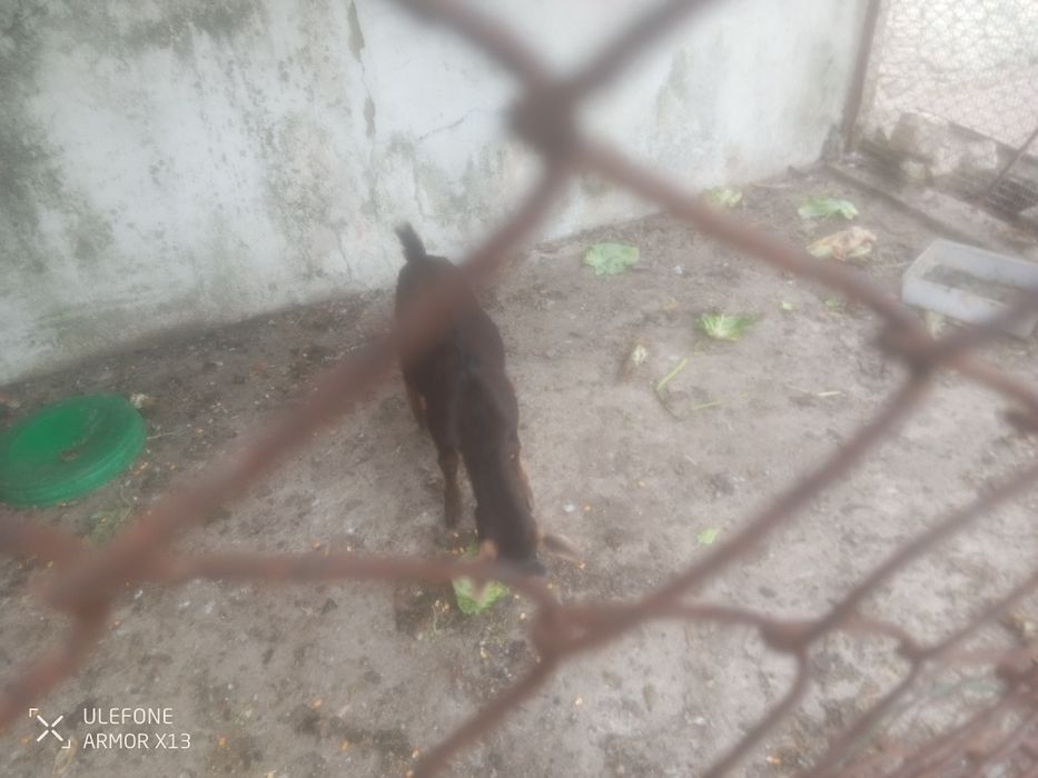 Para venda cabrito