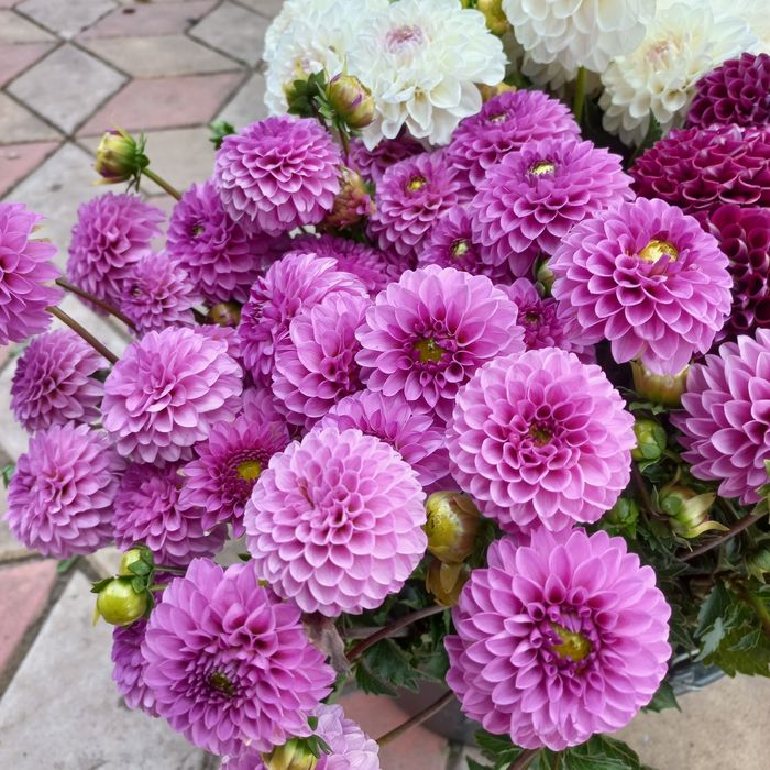 Продам клубні,бульби жоржини.