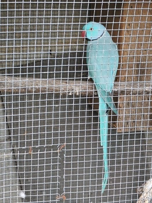Ring neck adulto