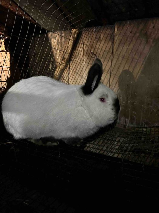 Кролі Бургундія, Каліфорнія, Фландр, строкач