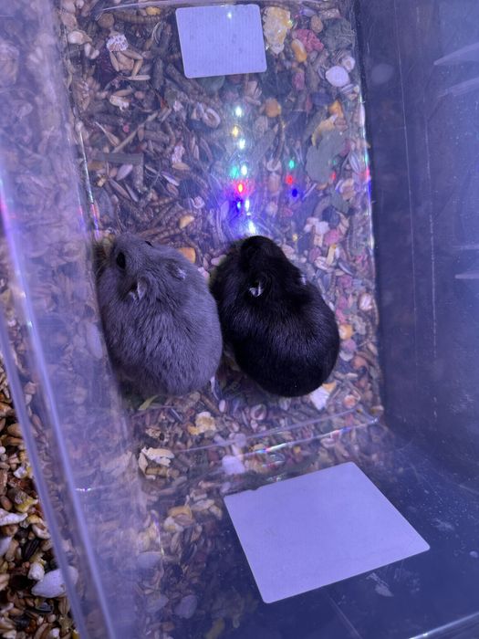 Джунгарики хом'яки