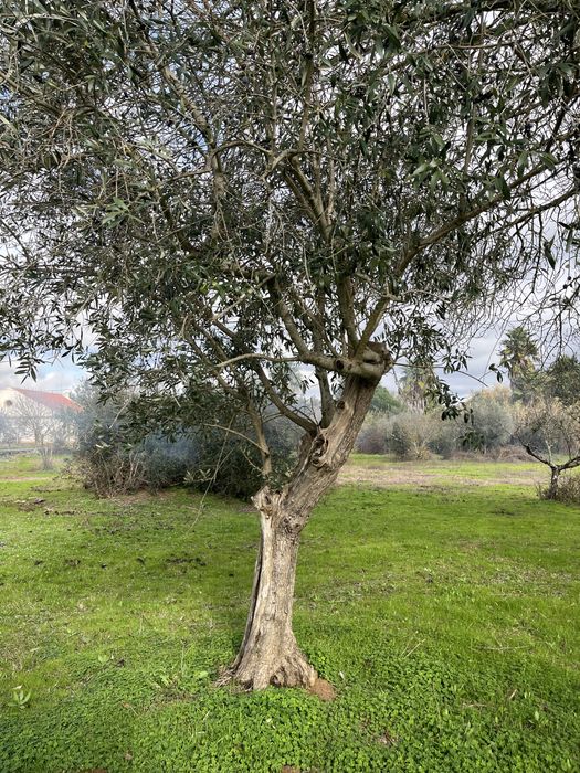 Oliveiras centenárias