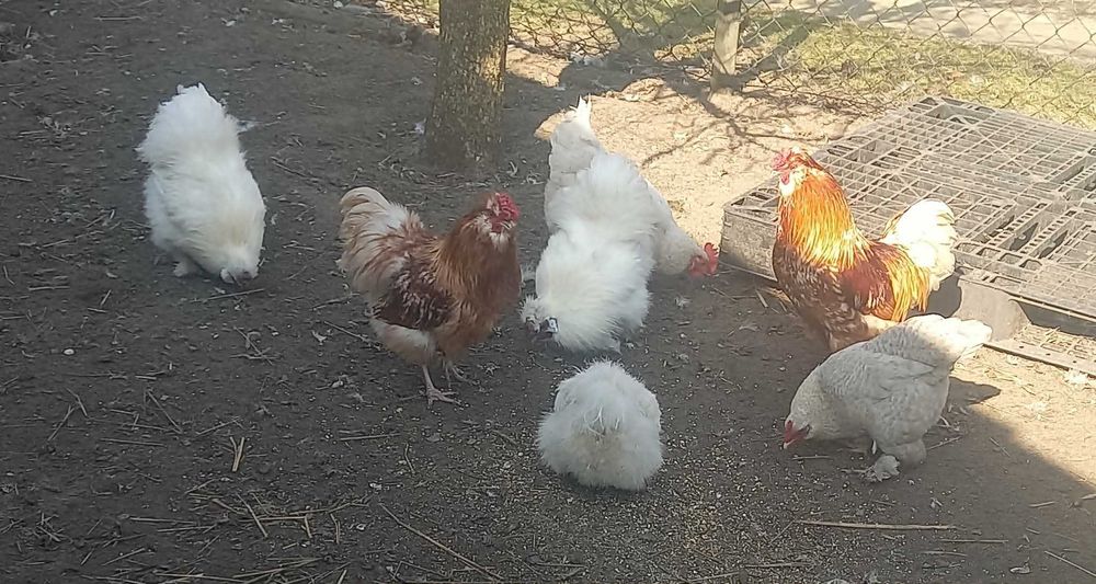 Kuguty jedwabiste silki