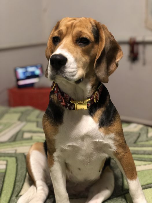 Найкращі цуценятка. Біглята. Бігль