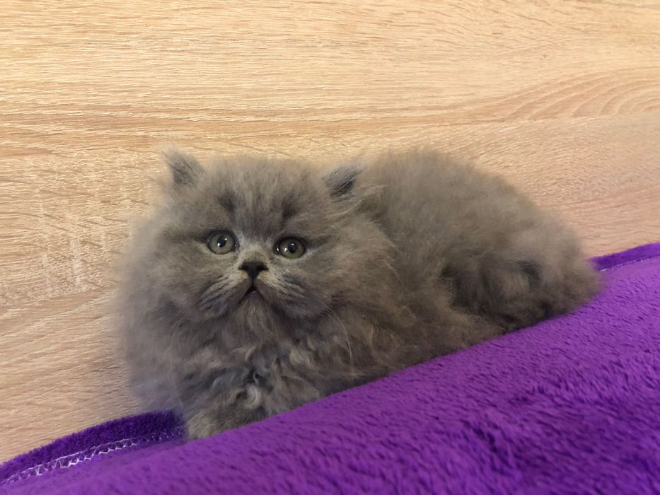 Scottish Straight Highland Negociável