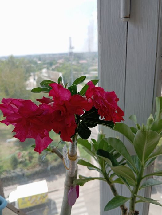 Черенки аденіума махрового для щеплення